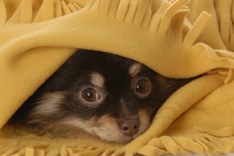 Small dog hiding under a blanket.