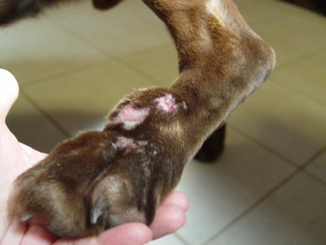 Severe swelling, hair loss, and inflammation on a dogs foot
