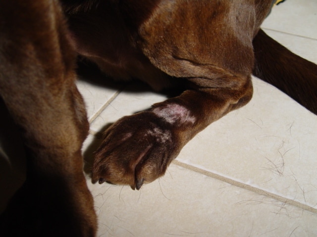 Dogs foot showing much less swelling, redness and inflammation.