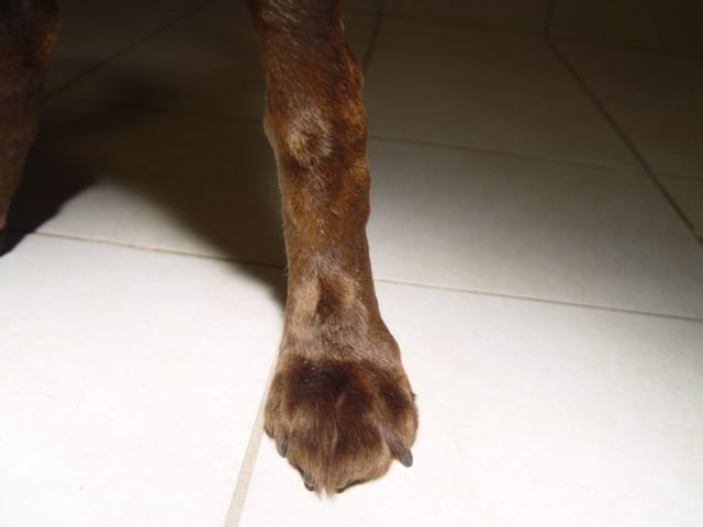 Dogs foot showing almost no lesions 