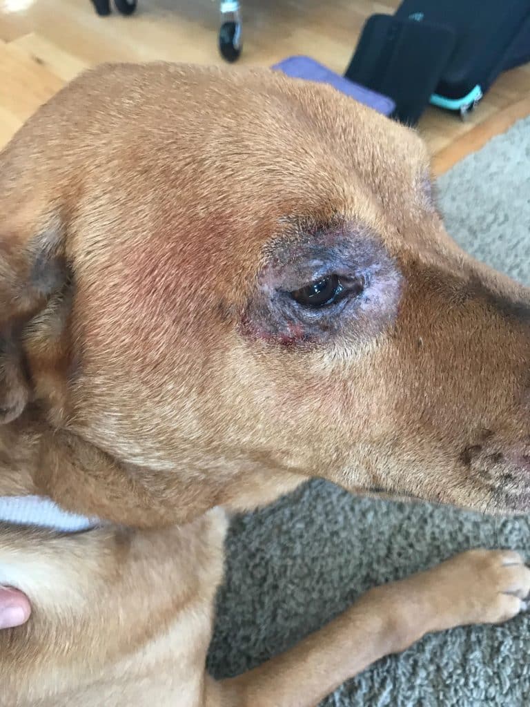 dog with hair loss, darkness, and sores around its eye