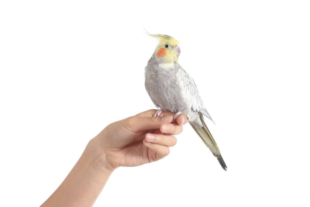 Cockatiel bird sitting on a hand