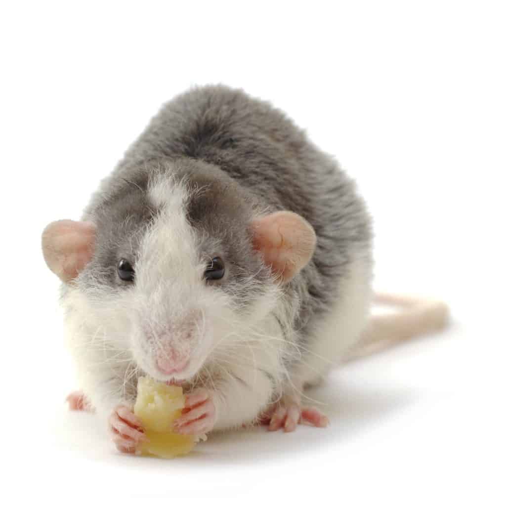 Pet rat eating a treat