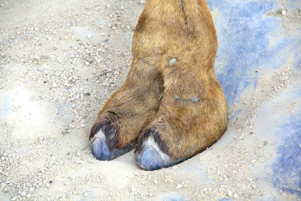 The foot of a Camel