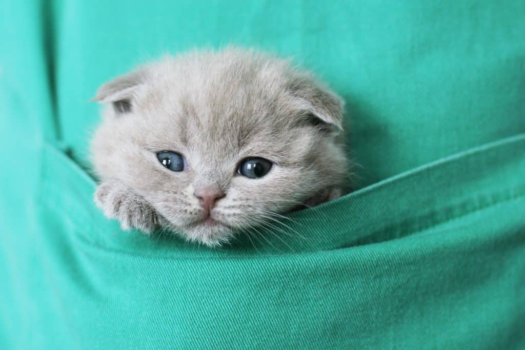 small grey kitten inside of a t-shirt pocket