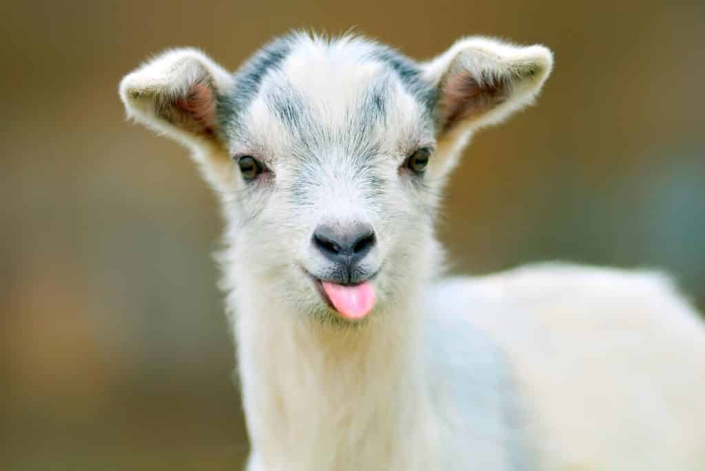 baby goat with tongue sticking out
