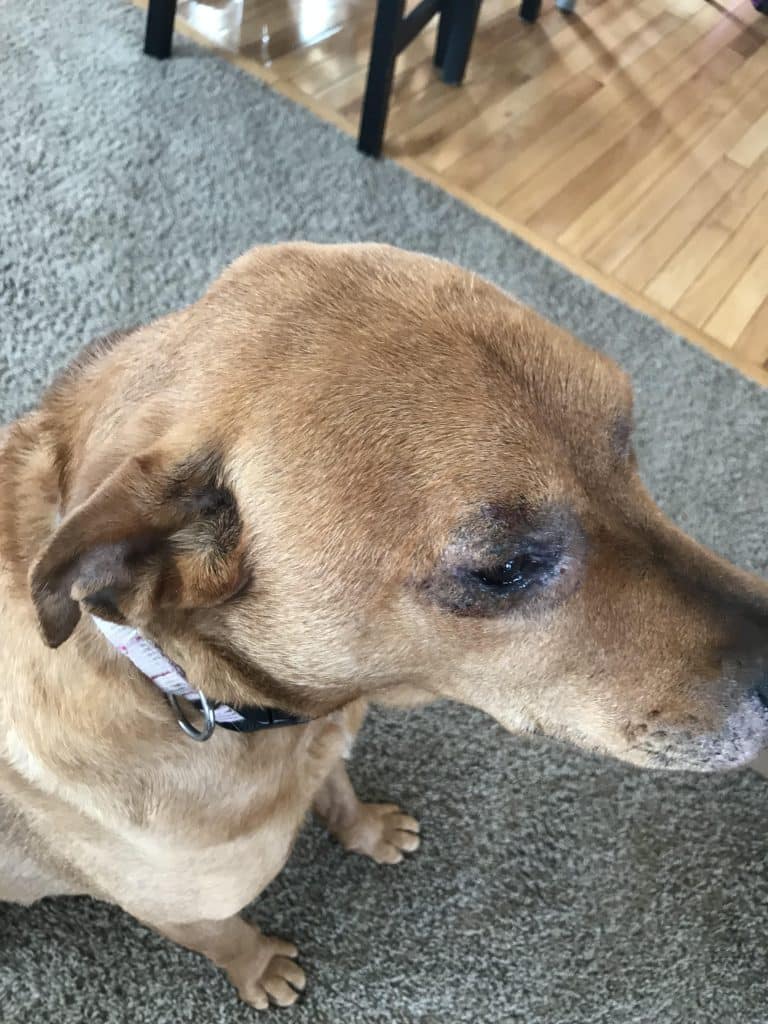 Dog with darkness around the eye, but with more hair growth, and no bleeding sores